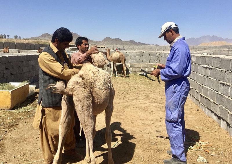 پلاک کوبی 13هزار راس دام سنگین در سیستان و بلوچستان آغاز شد