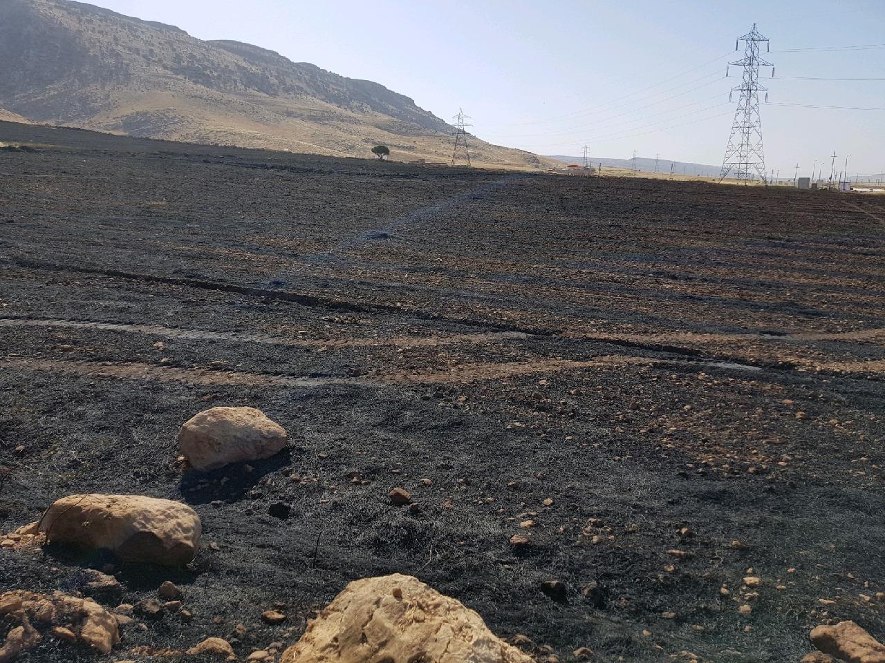 سوختن ۵ هکتار از مزارع و پس چرگندم در شهرستان دالاهو