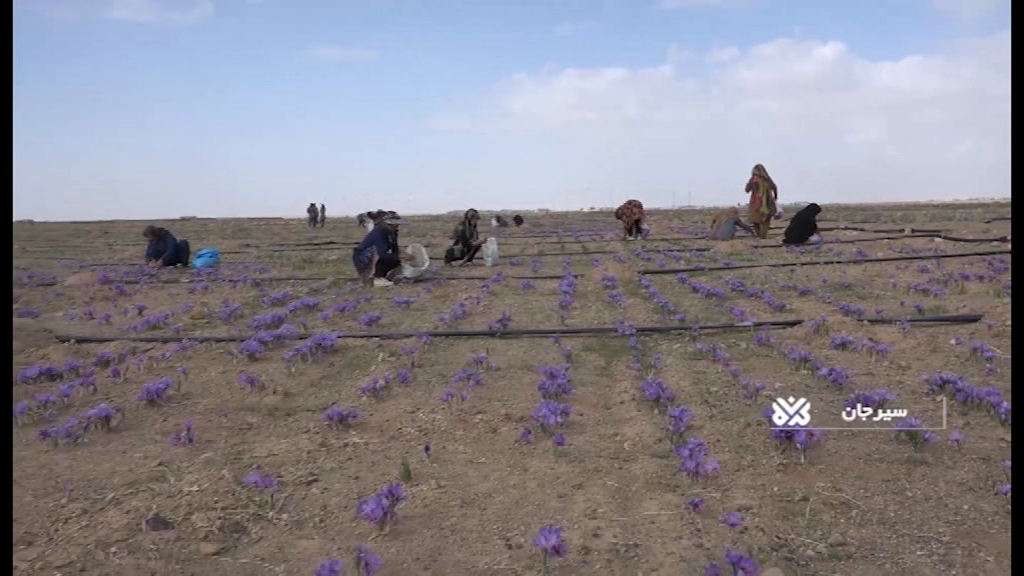 افزایش ۲۷ درصدی تولید طلای سرخ درسیرجان