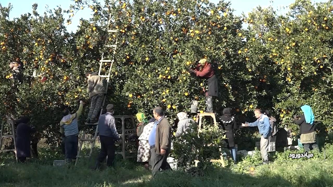 برنامه ریزی برای گشوده شدن گره بازار مرکبات