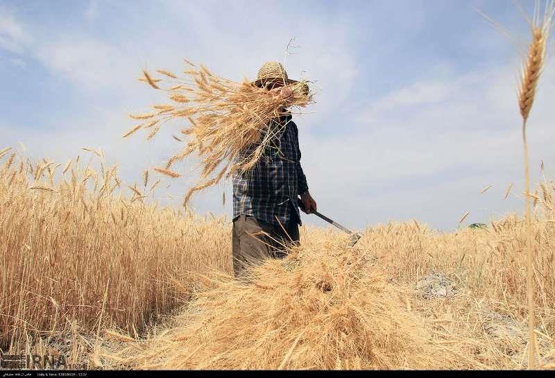 گندم با حجم بالا امسال در بورس کالا عرضه می شود