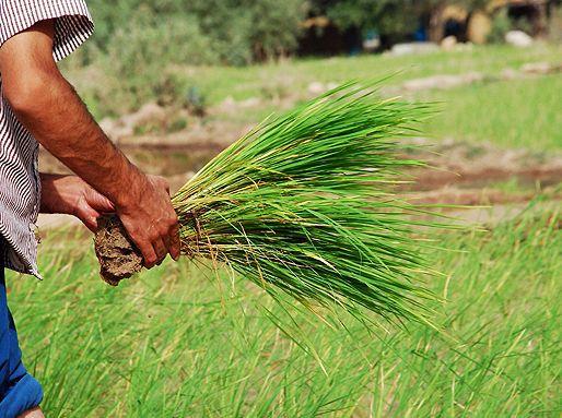 کاهش ۴۰ هزار هکتاری کشت شلتوک در استان خوزستان