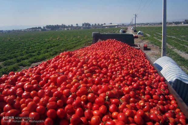 پیش بینی برداشت ۱۳ هزار تن گوجه‌فرنگی از مزارع شهرستان سلطانیه