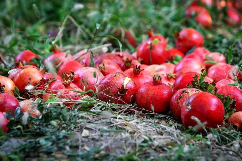 برداشت انار از باغ های استان قزوین آغاز شد