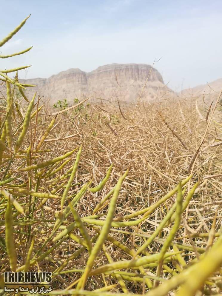 رشد برداشت کلزا در پارسیان