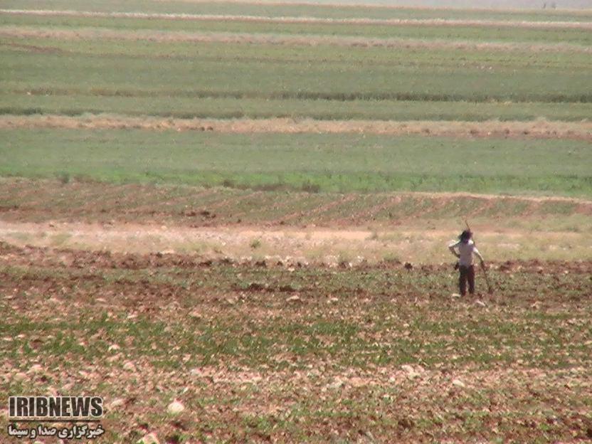 آغاز کشت لوبیا در طارم علیای زنجان