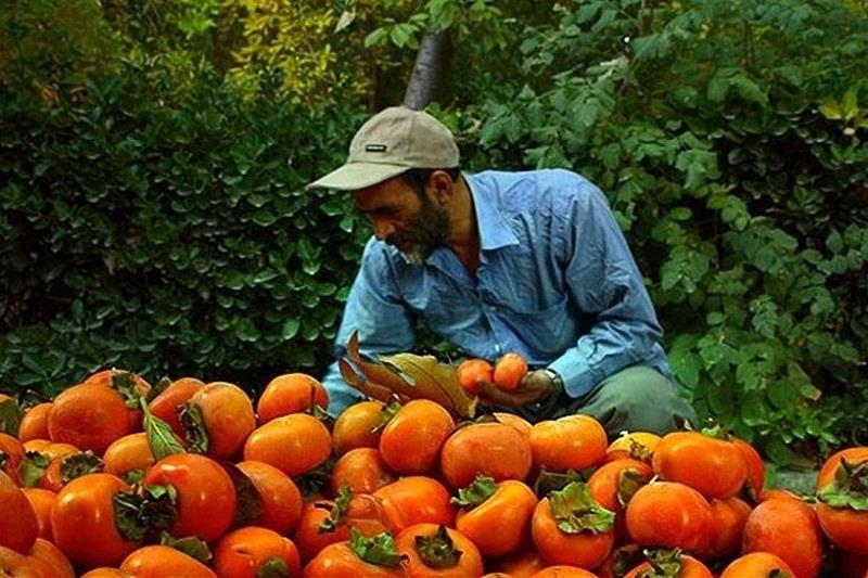 برداشت خرمالو در مهریز آغاز شد