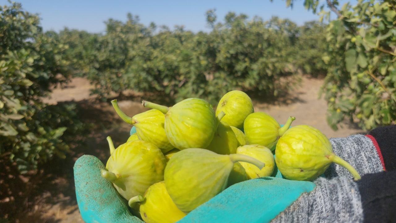 کاهش ۴۰ درصدی تولید محصول انجیر در شهرستان بردسکن