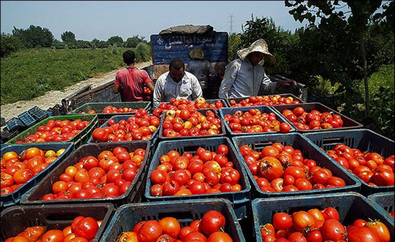 خرید حمایتی گوجه فرنگی در جنوب کرمان آغاز شد