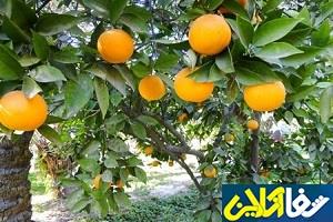 اثرات درمانی مرکبات در افراد چاق