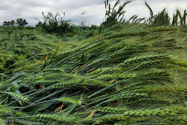 مبارزه با سن گندم در سطح مزارع گندم  در خراسان شمالی ادامه دارد