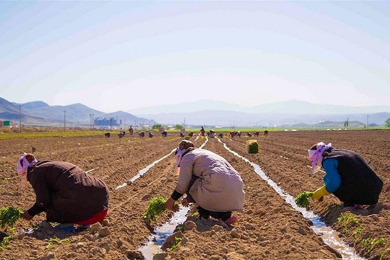 چهار هزار هکتار از اراضی پارس آباد زیر کشت گوجه فرنگی رفت