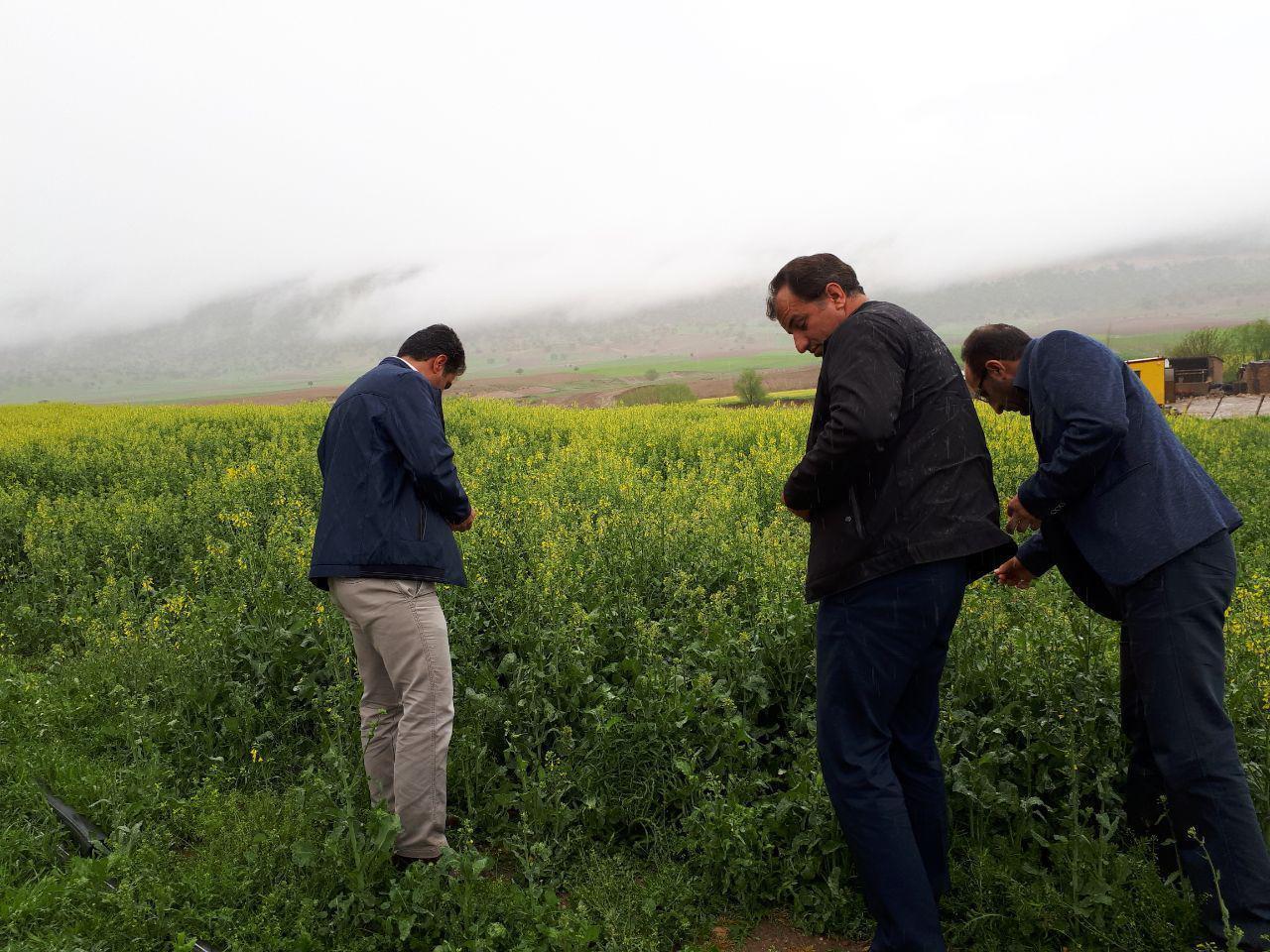 ۴۰میلیارد ریال خسارت به مزارع و باغات شهرستان گیلانغرب