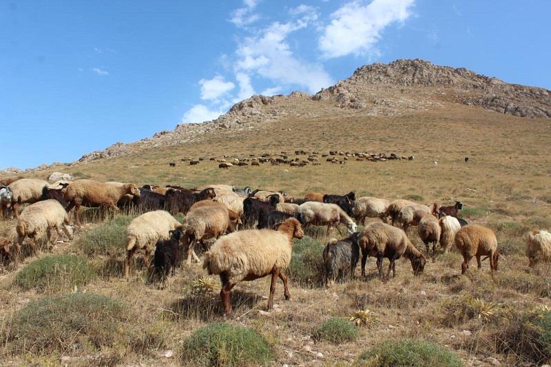 تولید فرآورده های لبنی استان اردبیل از یک میلیون فراتر رفت