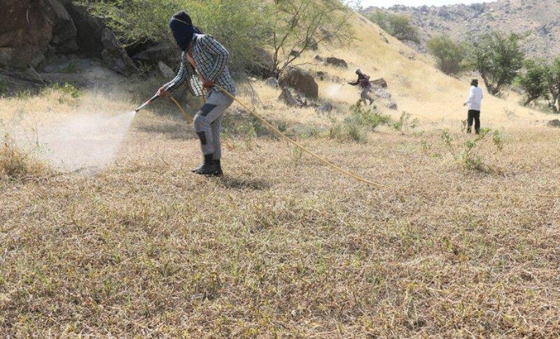 عزم جدی مسئولان کرمان برای زمین گیر کردن ملخ ها