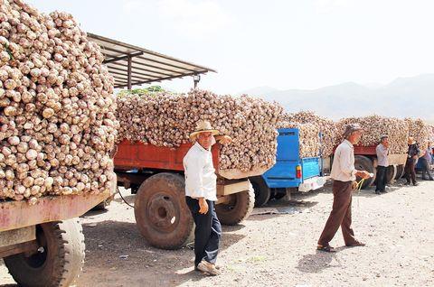 صادرات ۷ هزار تن سیر از همدان به اوراسیا