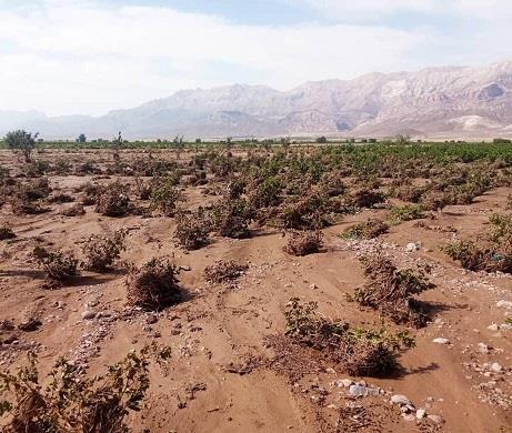 خسارت ۲۹۷ میلیارد تومانی سیل به بخش کشاورزی سرچهان