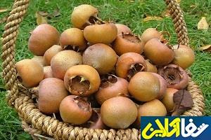 میوه‌ای عجیب و پرخاصیت