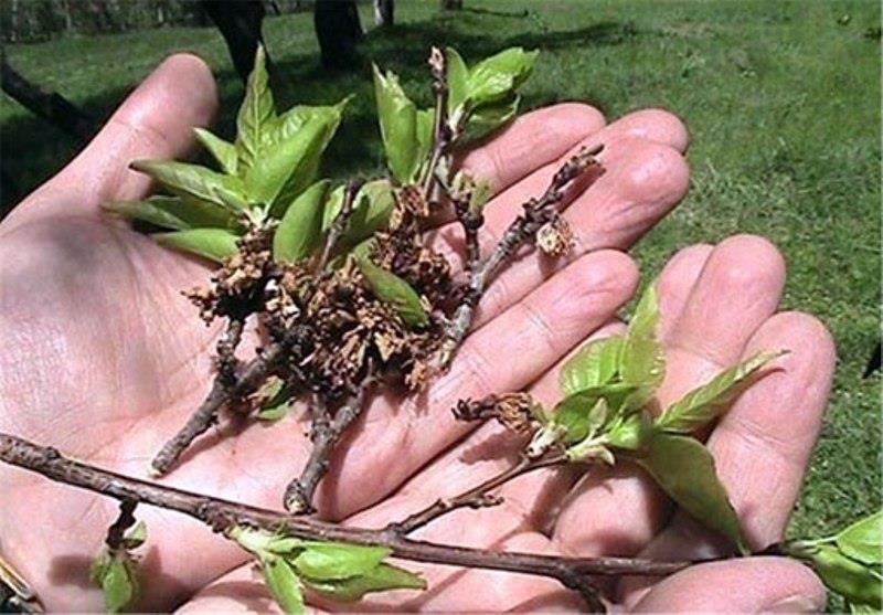 هشدار جهاد کشاورزی به سرمای بهاره در آذربایجان شرقی