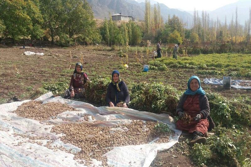 سطح کشت بادام زمینی 2 تا سه برابر افزایش می یابد