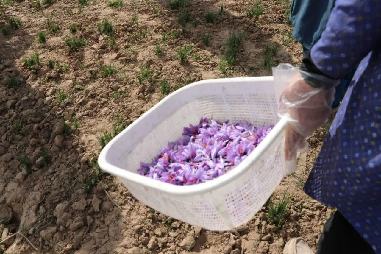 آغاز برداشت زعفران در کاشمر