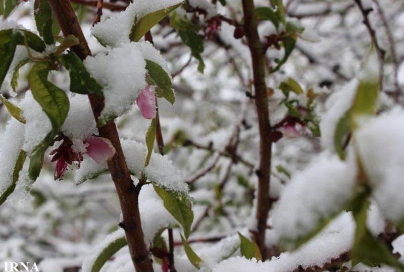 سرما و برف به برخی اراضی کشاورزی قزوین خسارت زد