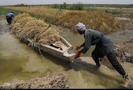 تاکید بر آماده سازی کشت تابستانه در خوزستان