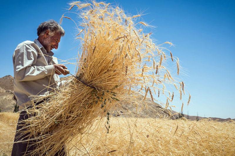 گندمکاران به توجه بیشتر مسئولان نیاز دارند