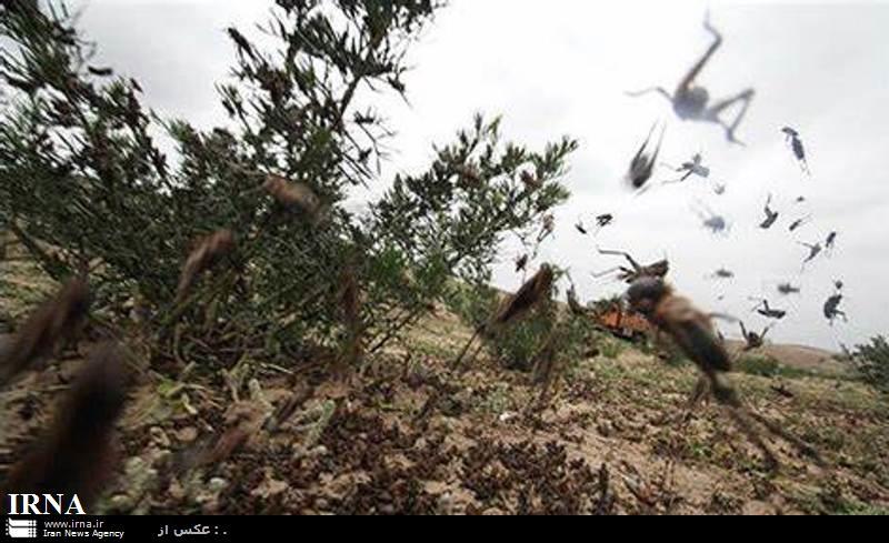 خطرملخ 39 هزارهکتار باغ نخل و مرکبات بوشهر را تهدید می کند