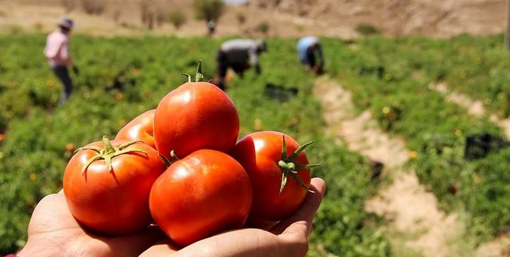 کشت گوجه‌ فرنگی در ۵۰هکتار از اراضی جلگه چاه هاشم دلگان