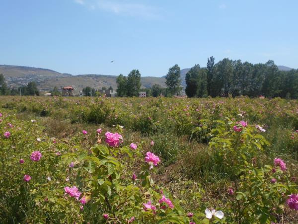 برگزاری جشنواره گل و گلاب و گیاهان دارویی در کلاردشت