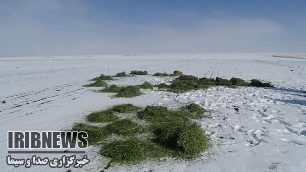 تغذیه زمستانه آهوان دشت سهرین