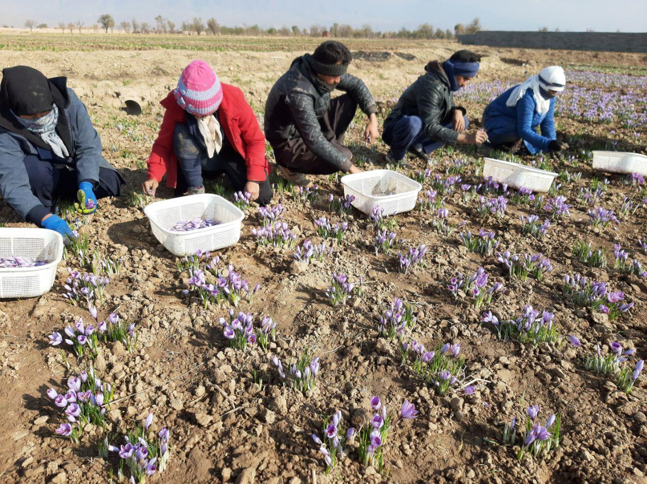 آغاز برداشت زعفران در کاشمر