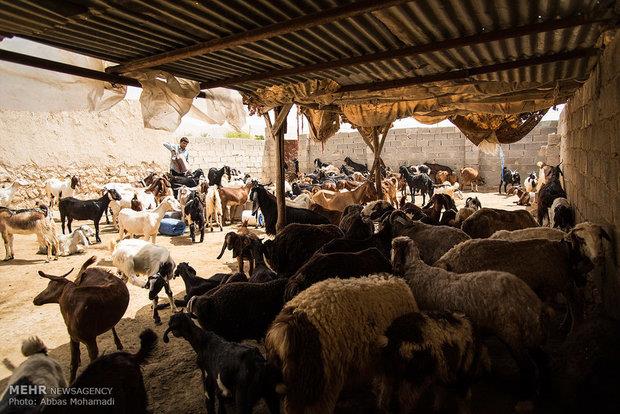 ژن «چند قلوزایی» به گوسفند افشاری در استان زنجان منتقل شد