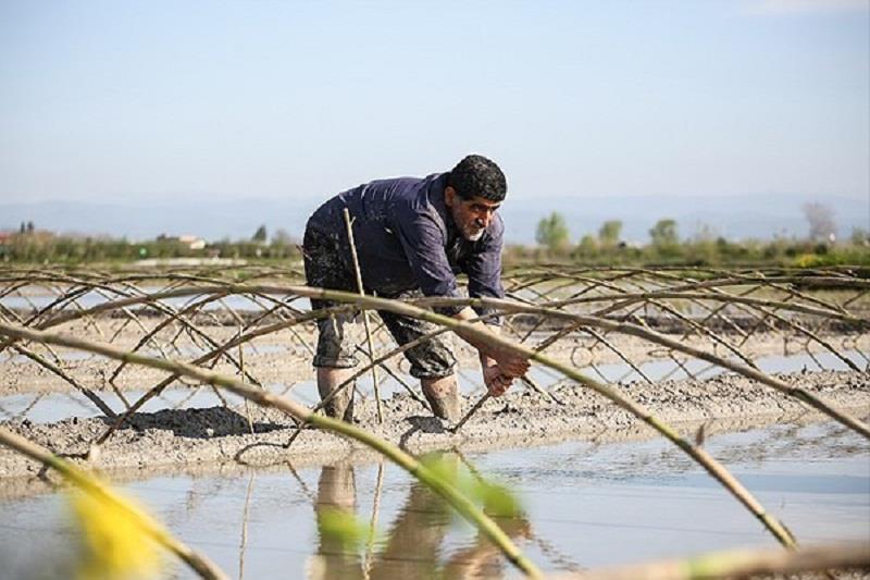 مدیر جهاد کشاورزی آستارا: هوا برای خزانه گیری برنج مناسب است