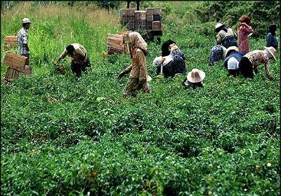 تاثیر بخش خصوصی در کاهش چشمگیر مشکلات کشاورزان