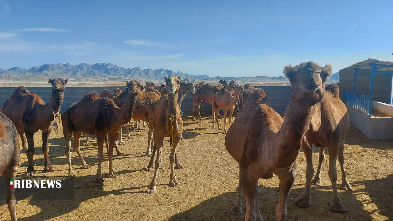 توسعه شترداری نوین در سیستان وبلوچستان