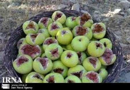 آغاز برداشت انجیر از باغات شهرستان جلفا