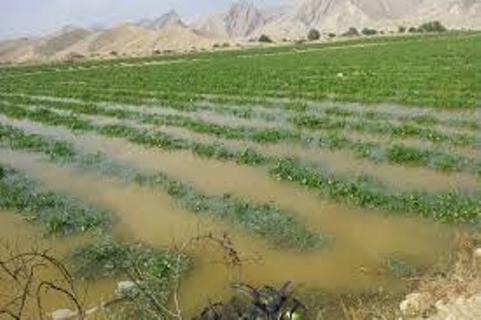 خسارت ۷۷ میلیارد تومانی سیل، تگرگ و سرمازدگی به بخش کشاورزی استان کرمانشاه