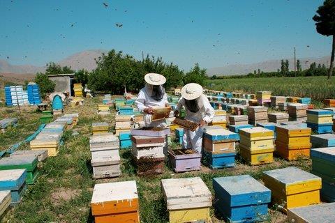 آغاز سرشماری سراسری زنبور عسل در مازندران