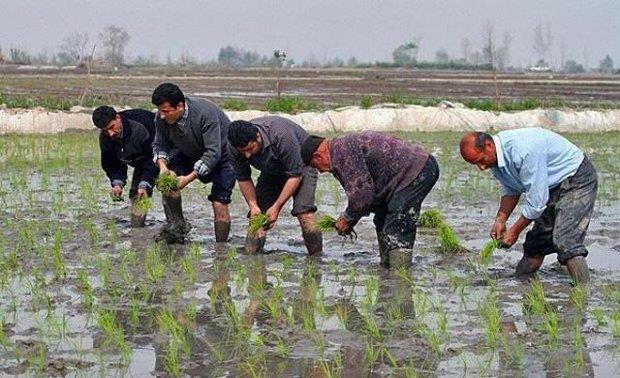 خودکفایی در تولید برنج از اولویت‌های اصلی کشاورزی اردبیل است