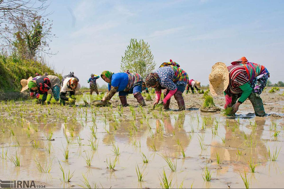 کشاورزی همراه با بازسازی در روستاهای سیلزده مازندران