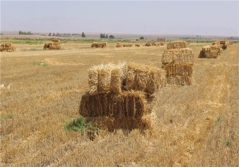 تبدیل پسماند کشاورزی به علوفه ؛ تجارتی جدید و سودآور