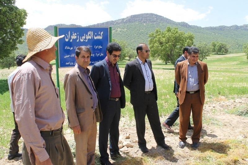 آموزش کشت زعفران در روستای چالباغ سرفاریاب