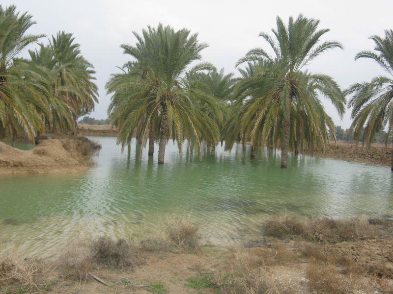 بررسی خسارت بارندگی به کشاورزان استان بوشهر در هیات دولت