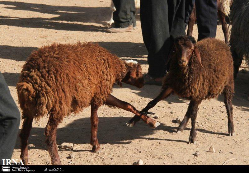 17 جایگاه ذبح دام در شیراز در نظر گرفته شد