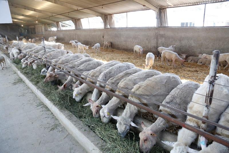 با اصلاح نژاد و چند قلوزایی، پرورش دام سبک اقتصادی می شود