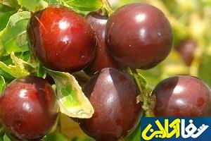 شربت عناب تولید شد، تصفیه کننده خون و ضد چاقی