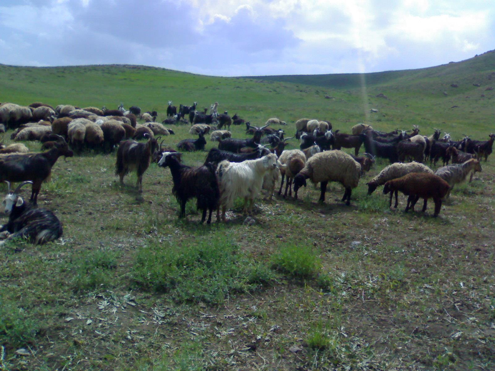 منابع طبیعی مازندران آماده واگذاری زمین‌های کم بازده به کشاورزان