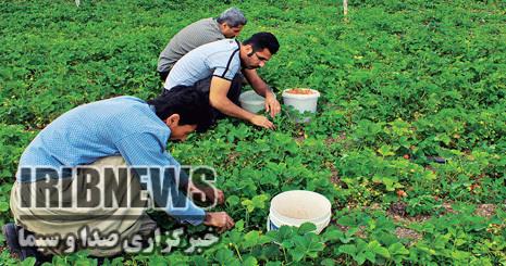 بهره برداری از 73 طرح جهاد کشاورزی در کردستان